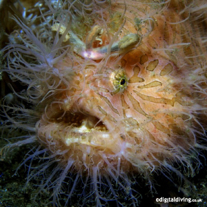 Just one of those Hairy Frogfish from Lembeh. Taken with ... by David Henshaw 
